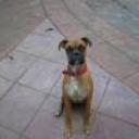 Brisa josefina