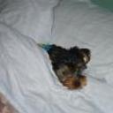 Facu