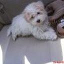 Cloy