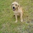 Greta