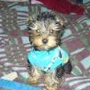 Facu