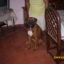 Atenass