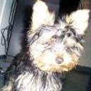 Dolce