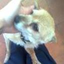Chispi