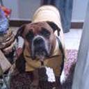 Tayson