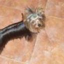 Yako