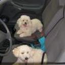 Perlita y lulu