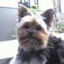 Choky