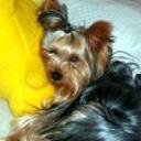 Golfo