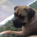 Gero
