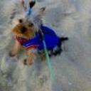 Bety