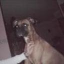 Brutus