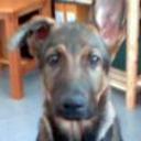 Balu