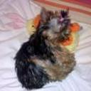 Bety