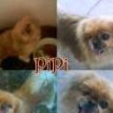 Pipi