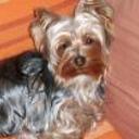 Golfo