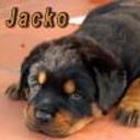 Jacko