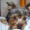 Teddy