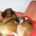 Iris y drako