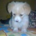 Estrella