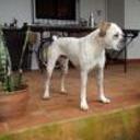 Rocco