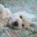 Shilo