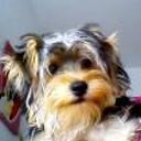 Dogui