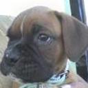 Homero