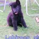 Lobiro