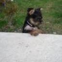Roco