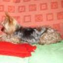 Myla