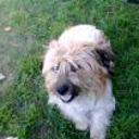 Roky