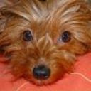 Bufi