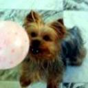 Bijou