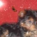 Bufi
