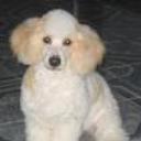 Estrella