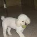 Mateo