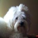 Snoopy