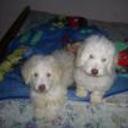 Coqui y osito