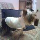 Felipe
