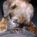 Tyson