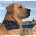 Trasgu