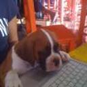 Canek