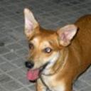 Naldi
