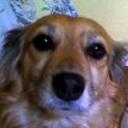 Chiqui