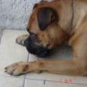 Lucas