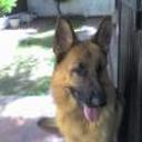 Dulcinea