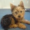 Teddy