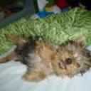 Teddy
