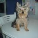 Teddy